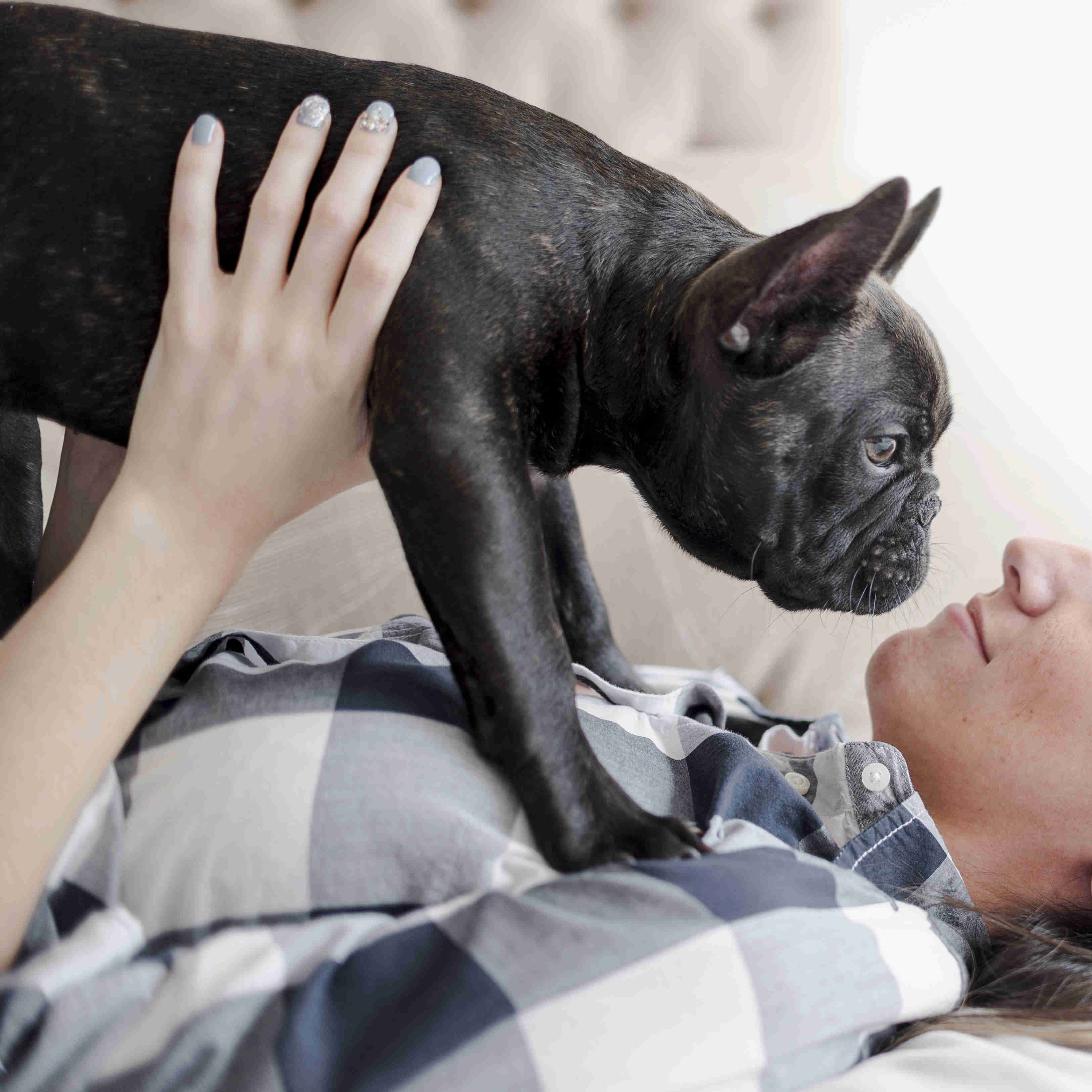 Feeding Your French Bulldog Puppy: A Guide to Frequency and Portion Sizes